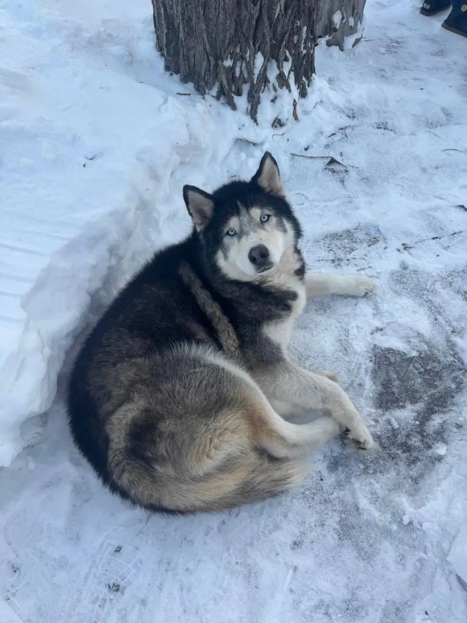 Потерянная хаски в Малой Тополевке - Собаки (Животные) в Саратов