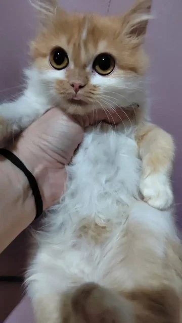 Сбор на передержку Майкла - частное объявление в Саратов