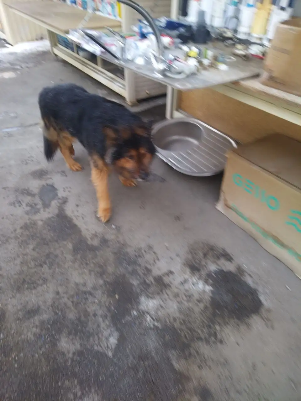 Потерянные животные в Саратове - Потерянные животные (Животные) в Саратов