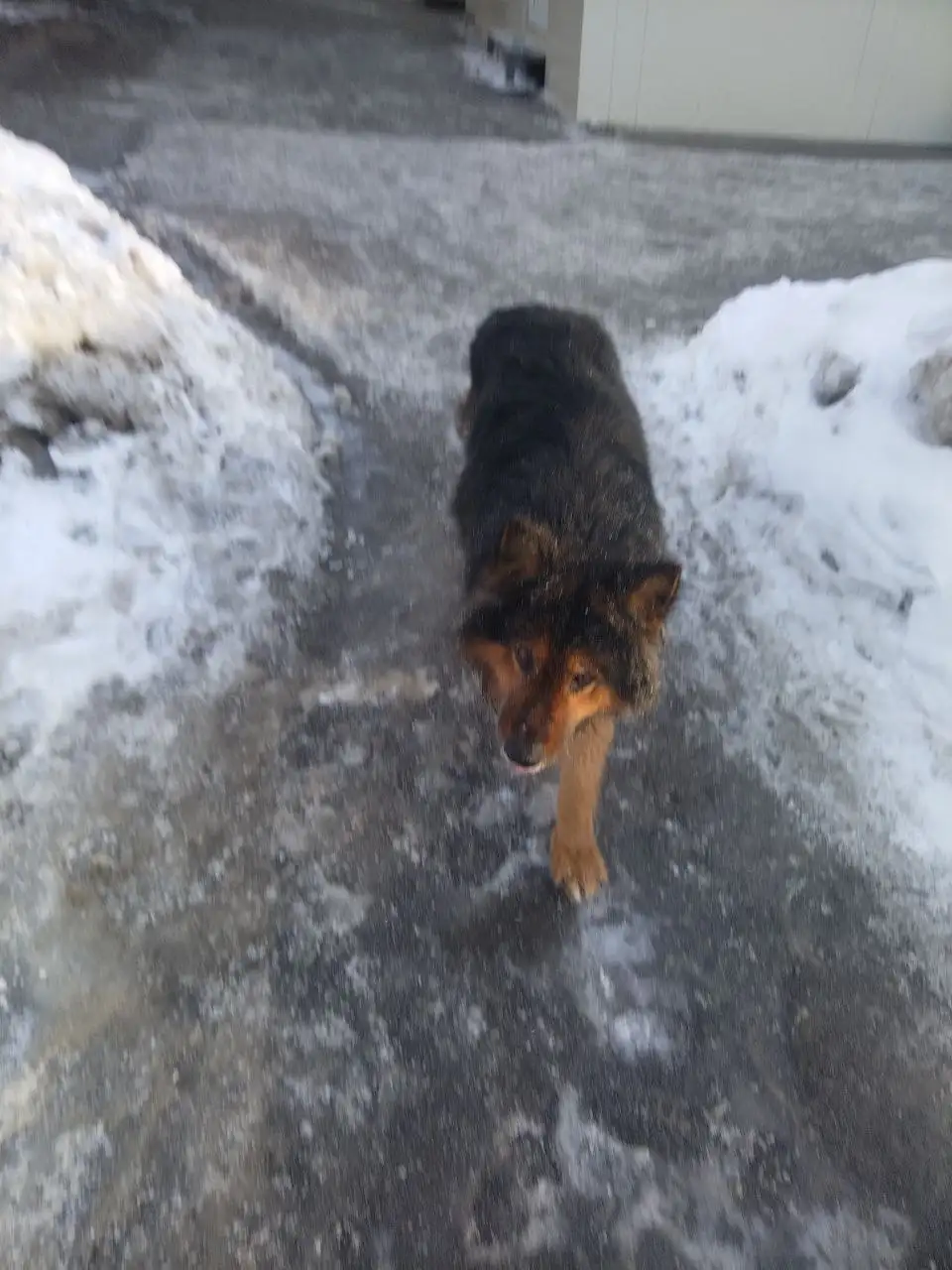 Потерянные животные в Саратове - Потерянные животные (Животные) в Саратов