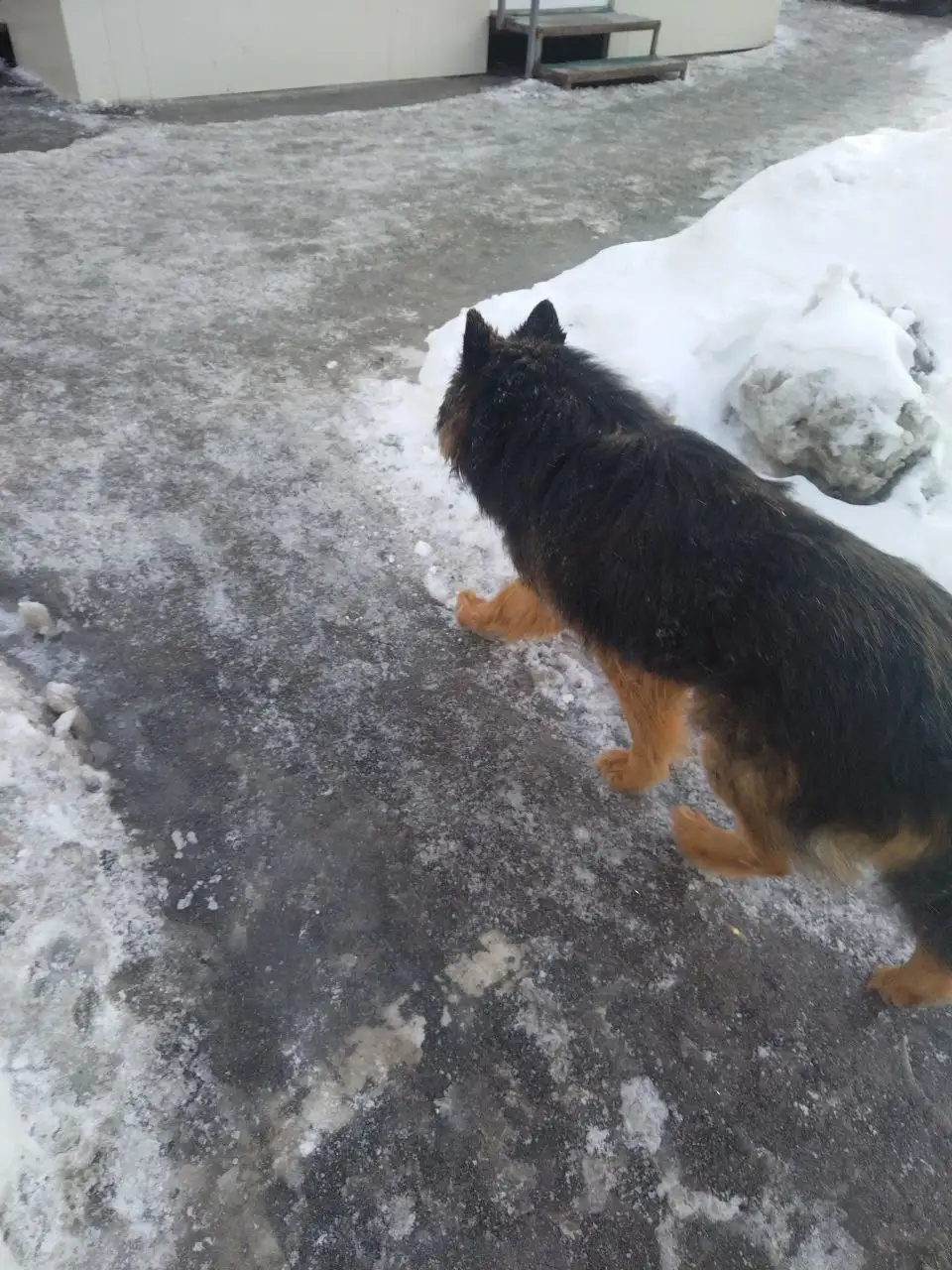 Потерянные животные в Саратове - Потерянные животные (Животные) в Саратов