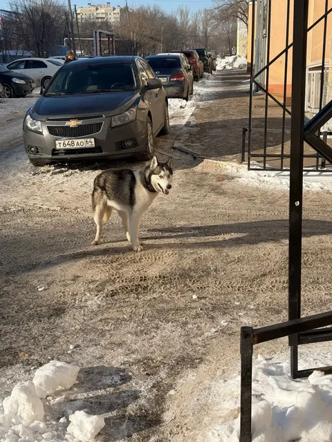 Найден хаски в Энгельсе - частное объявление в Энгельс