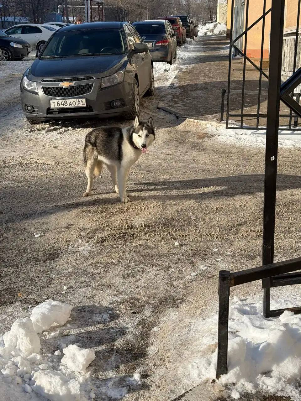 Найден хаски в Энгельсе - Собаки (Животные) в Энгельс