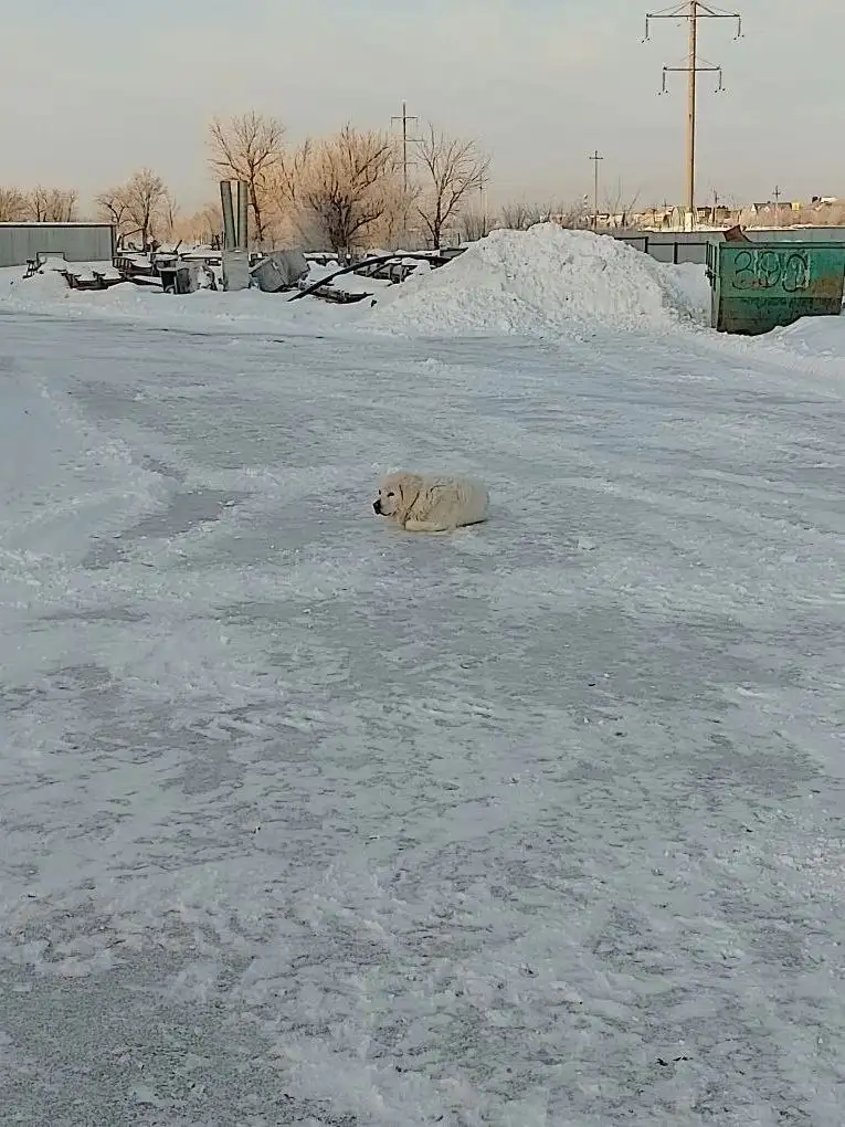 Потерянная собака в районе ДНТ Орфей - Потерянные животные (Животные) в Саратов