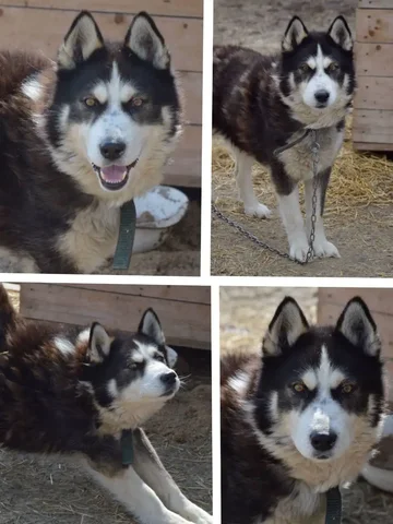 Пристройство собаки породы хаски по кличке Цезарь - частное объявление в Саратов