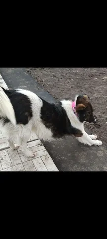 Пропала собака Эльза в Энгельсе - частное объявление в Энгельс