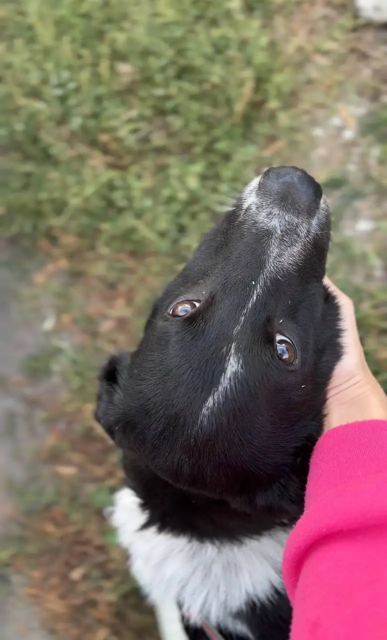 Помощь Рюджине: сбор средств на передержку в приюте - Животные в Саратов