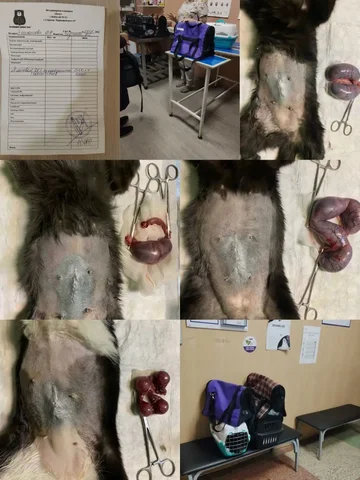 Сбор средств на стерилизацию кошек в Саратове - частное объявление в Саратов