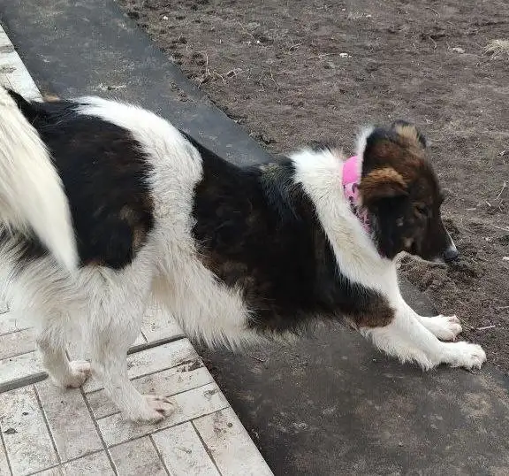 Пропала собака Эльза в Энгельсе - Собаки (Животные) в Энгельс