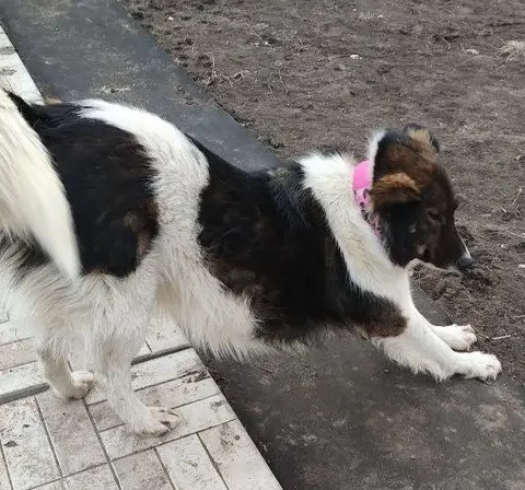 Пропала собака Эльза в Энгельсе - частное объявление в Энгельс