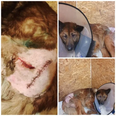 Помощь собаке Рексу после операции в Саратове - частное объявление в Саратов