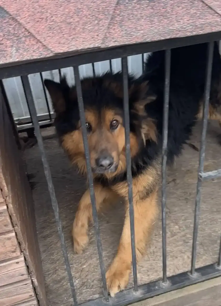 Пропала собака Грант в Саратове - Животные в Саратов