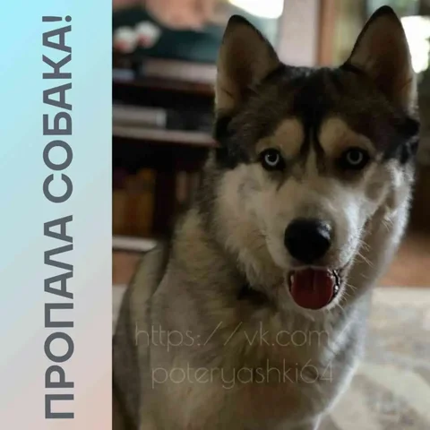 Потерялся хаски по кличке Шедар в Саратове - частное объявление в Саратов