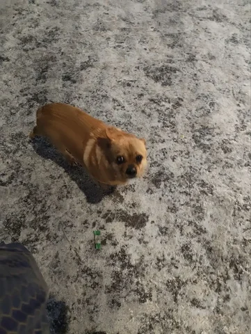 Найденная домашняя кошка или собака у остановки Беговая - частное объявление в Саратов