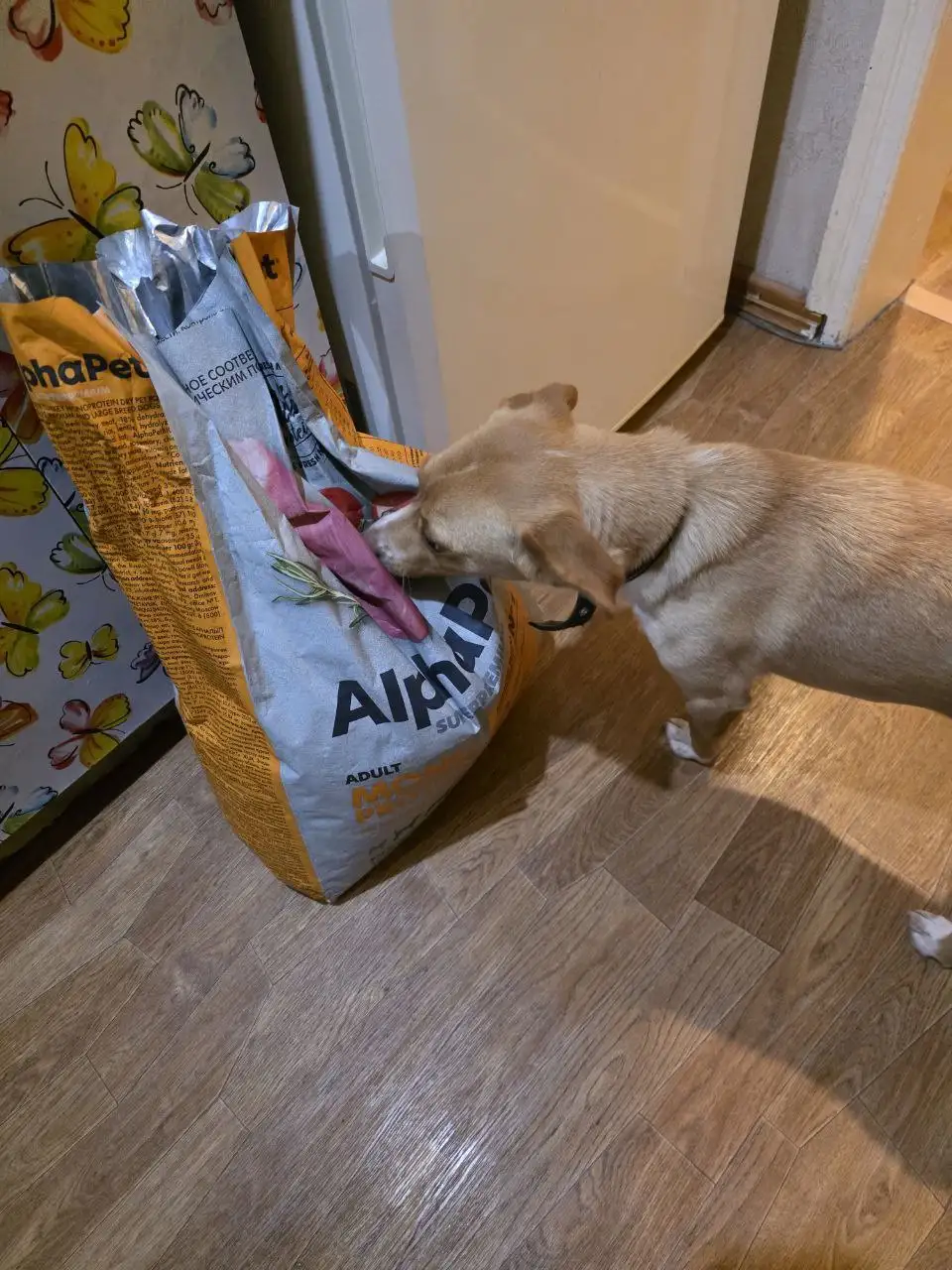 Сбор на передержку кошки Бусинки - Передержка (Животные) в Саратов