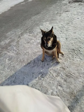 Найденный крупный пес в Волжской - частное объявление в Саратов