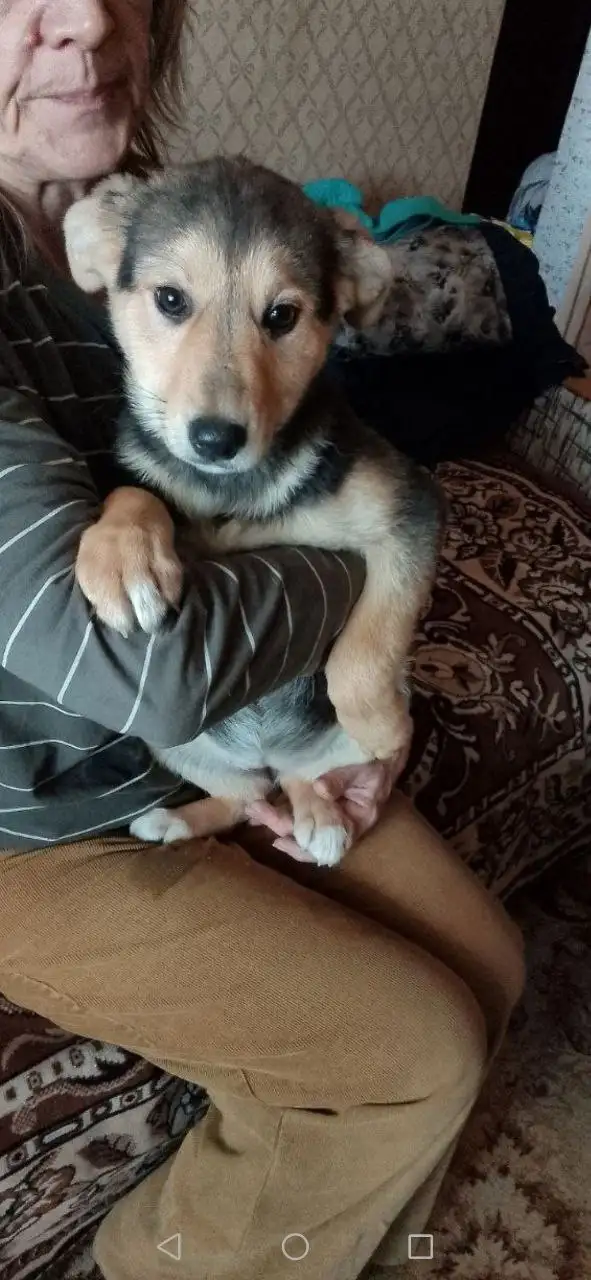 Щенок девочка 4 месяца ищет дом - Собаки (Животные) в Саратов