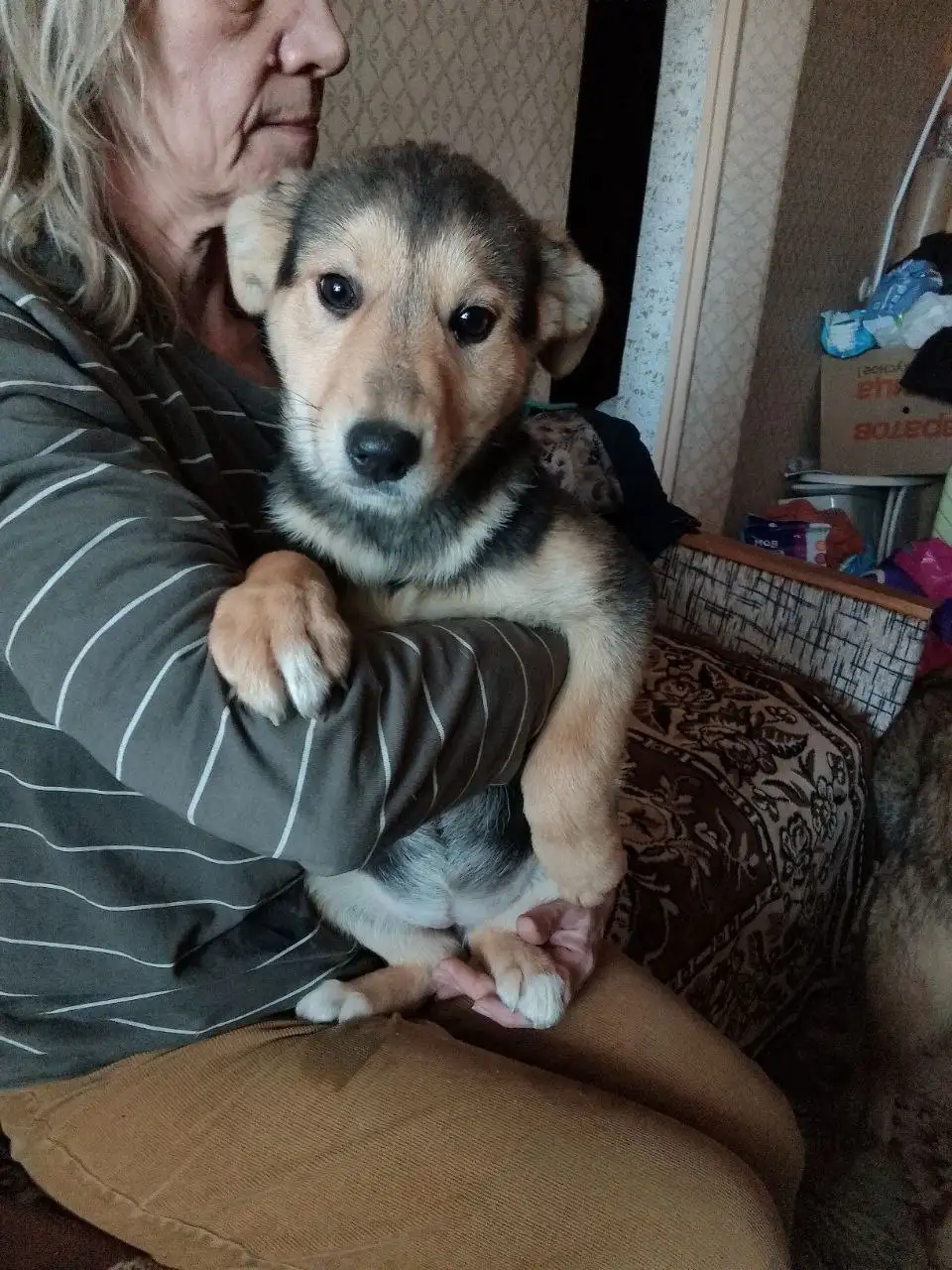 Щенок девочка 4 месяца ищет дом - Собаки (Животные) в Саратов