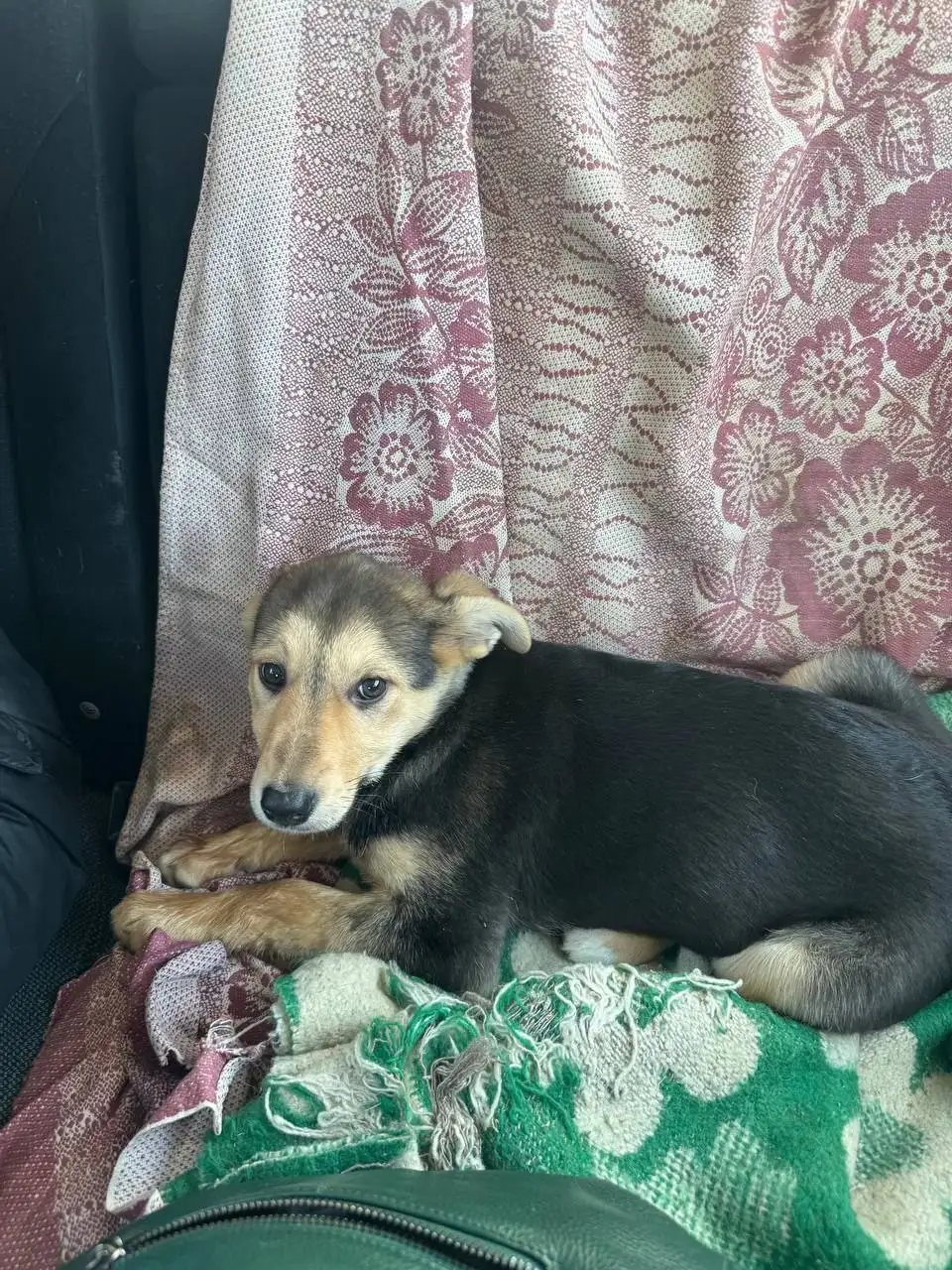 Щенок девочка 4 месяца ищет дом - Собаки (Животные) в Саратов