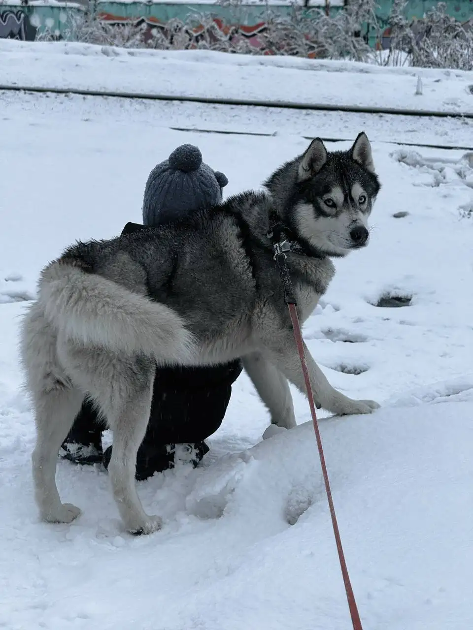 Потерялся хаски по кличке Дей в Саратове - Собаки (Животные) в Саратов
