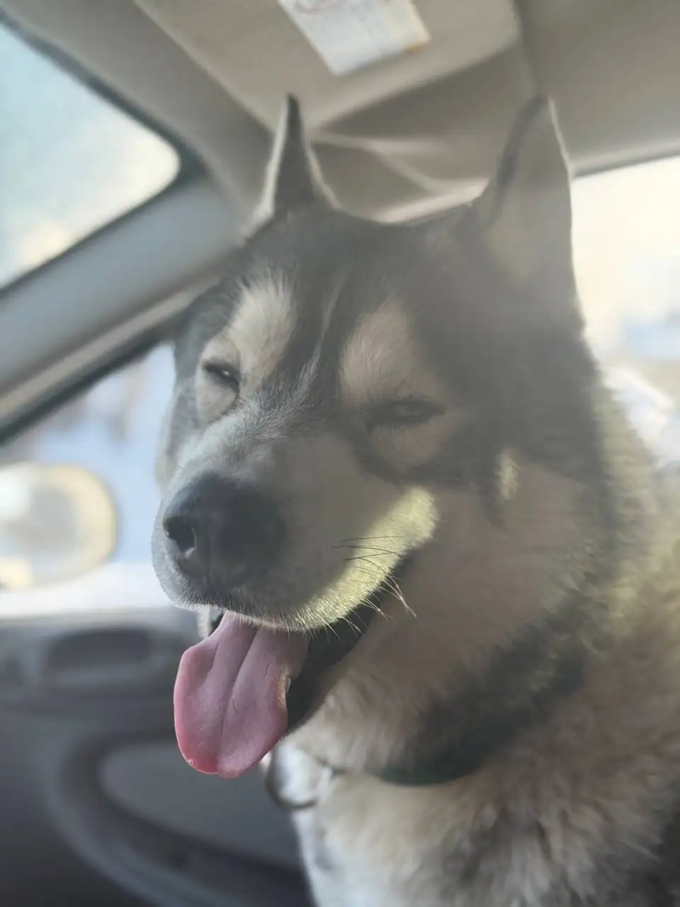 Потерялся хаски по кличке Дей в Саратове - Собаки (Животные) в Саратов
