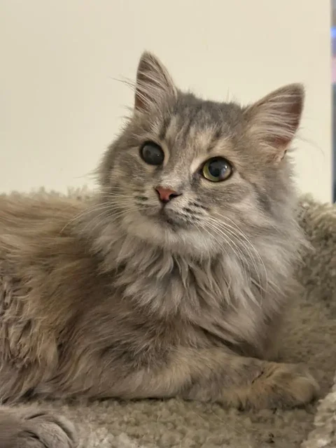 Ищем семью для кошки Бони в Саратове и Энгельсе - частное объявление в Саратов