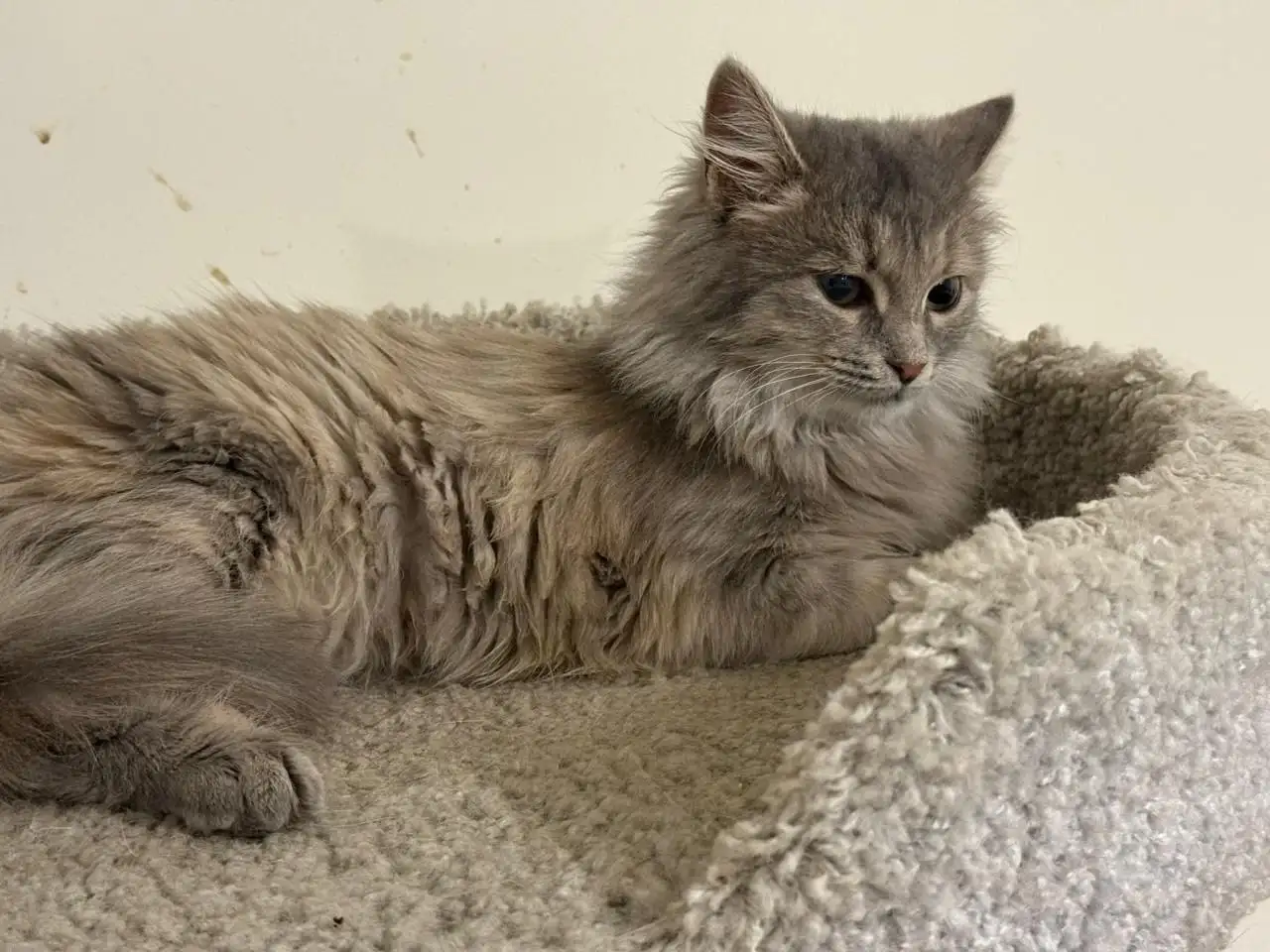 Ищем семью для кошки Бони в Саратове и Энгельсе - Кошки (Животные) в Саратов