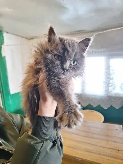 Кошка Пухля ищет дом - частное объявление в Саратов
