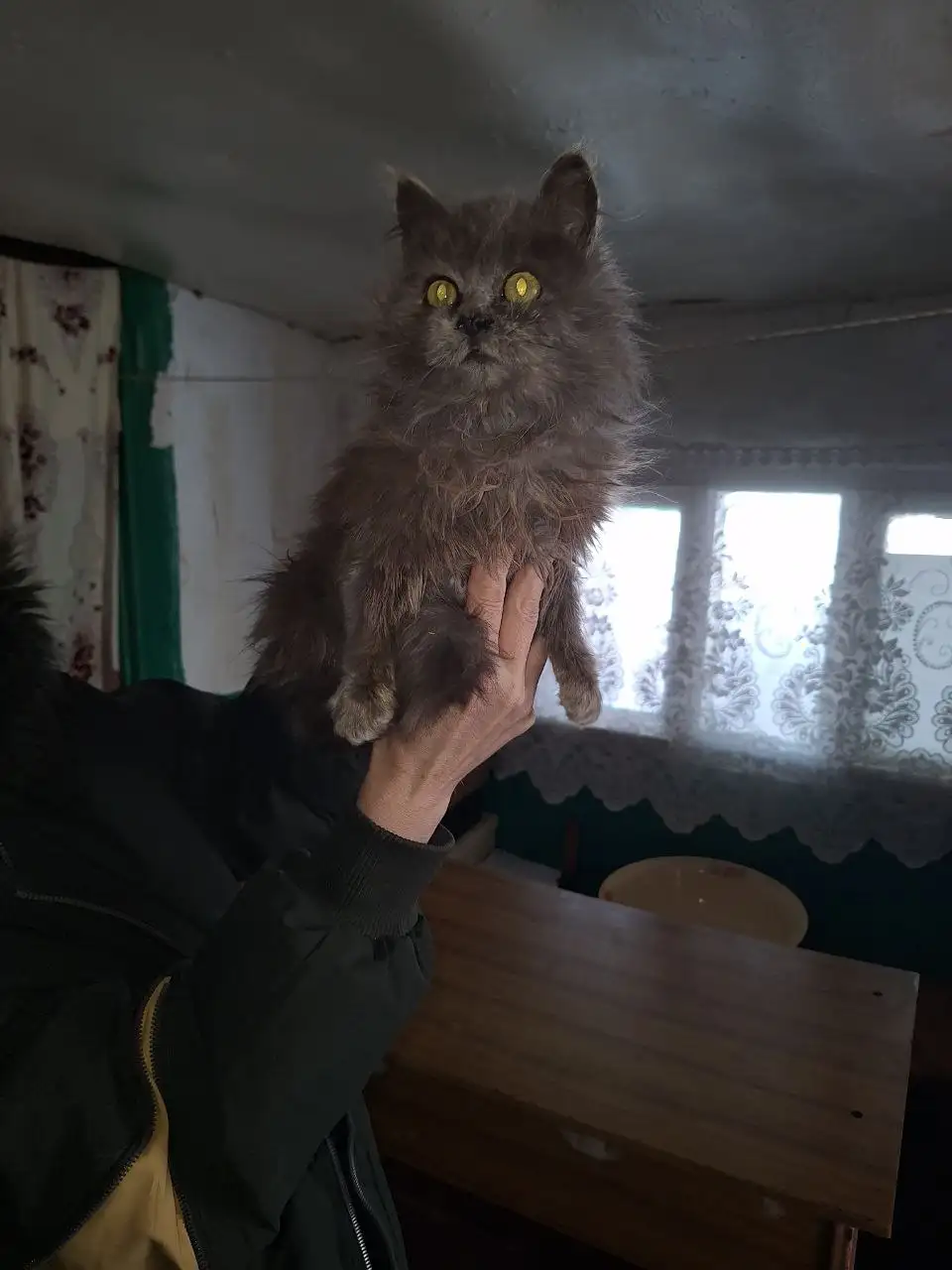 Кошка Пухля ищет дом - Кошки (Животные) в Саратов