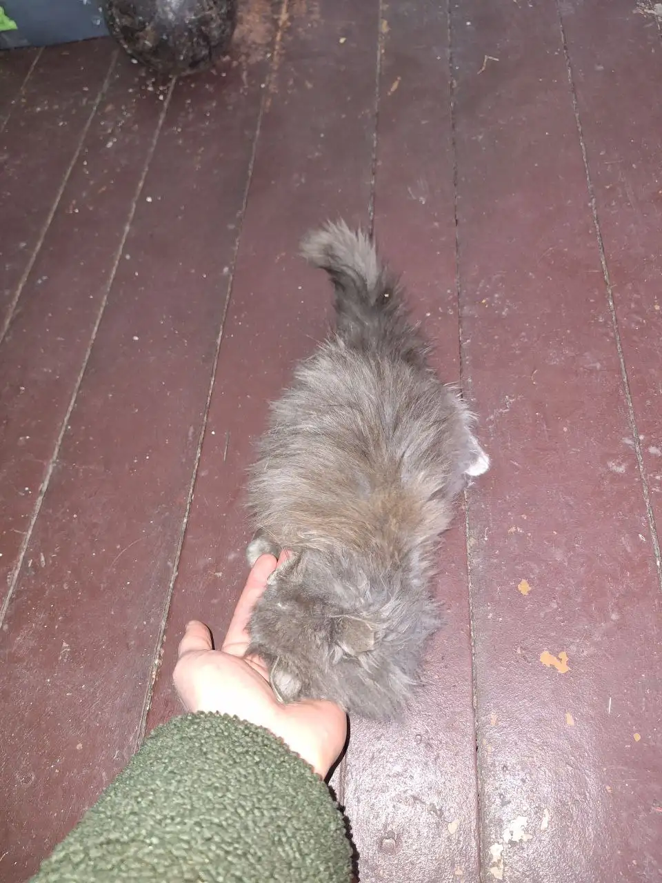 Кошка Пухля ищет дом - Кошки (Животные) в Саратов