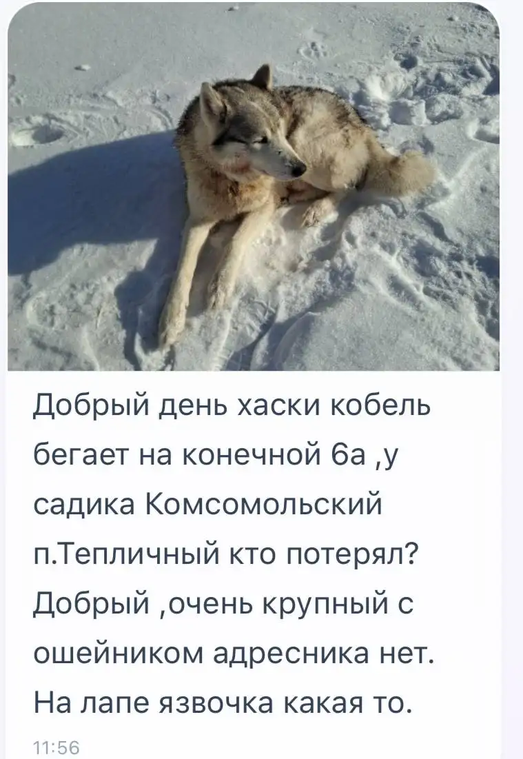 Потеряшки животных в Саратове - Потеряшки (Животные) в Саратов