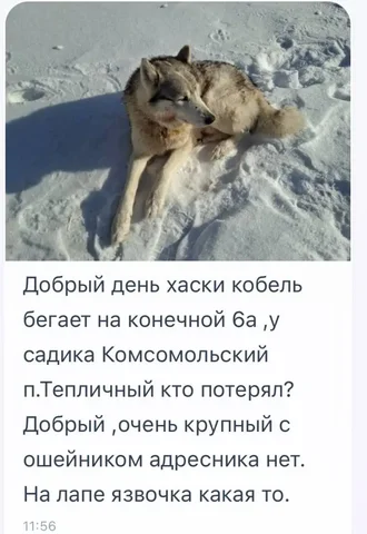 Потеряшки животных в Саратове - частное объявление в Саратов