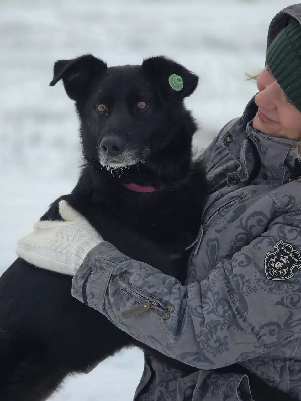 Черныш ищет дом - Собаки (Животные) в Саратов