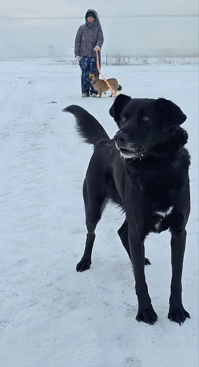 Черныш ищет дом - Собаки (Животные) в Саратов
