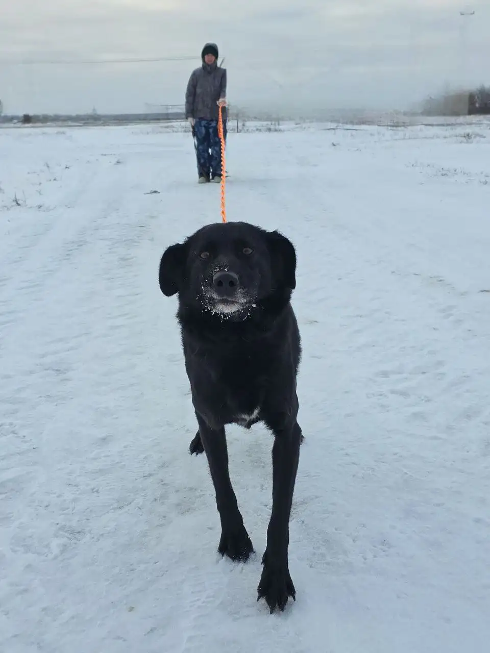 Черныш ищет дом - Собаки (Животные) в Саратов