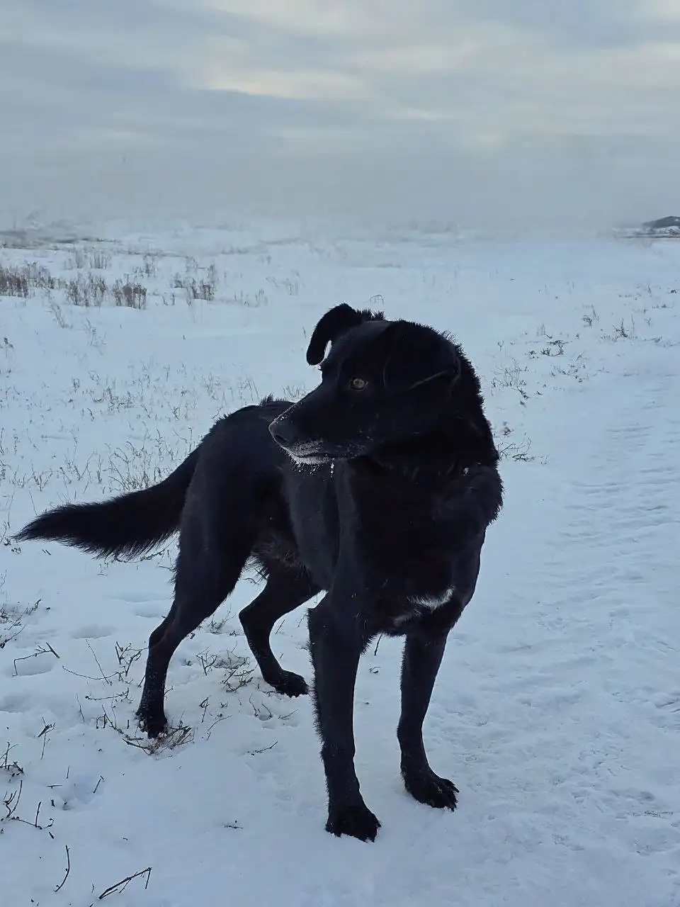 Черныш ищет дом - Собаки (Животные) в Саратов