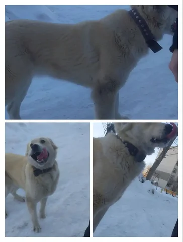 Найдена потерявшаяся собака в посёлке Зелёный - частное объявление в Энгельс