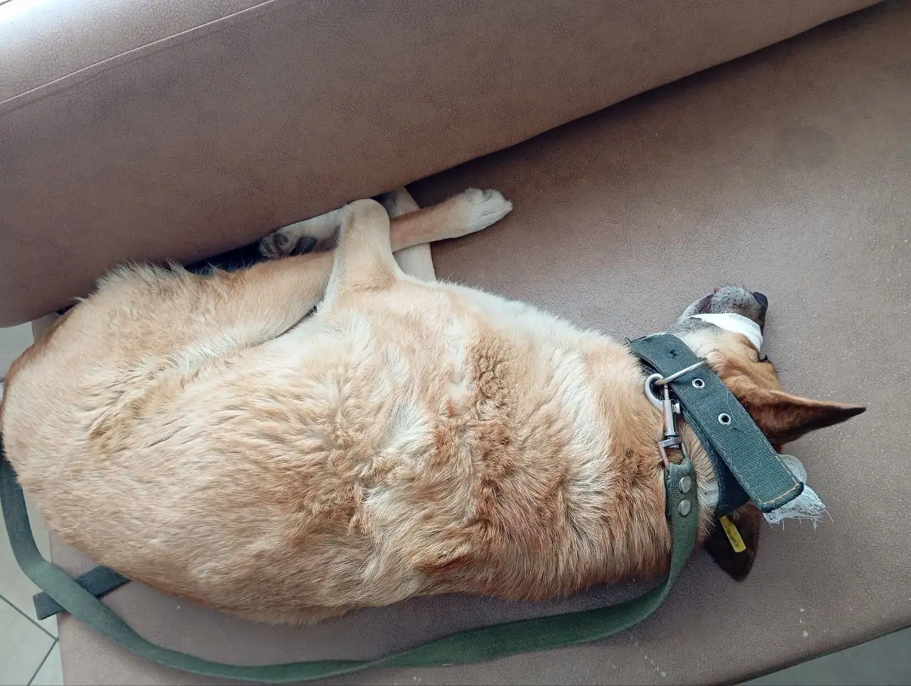 Срочный сбор на операцию для собаки с Лебедева-Кумача - Животные в Саратов