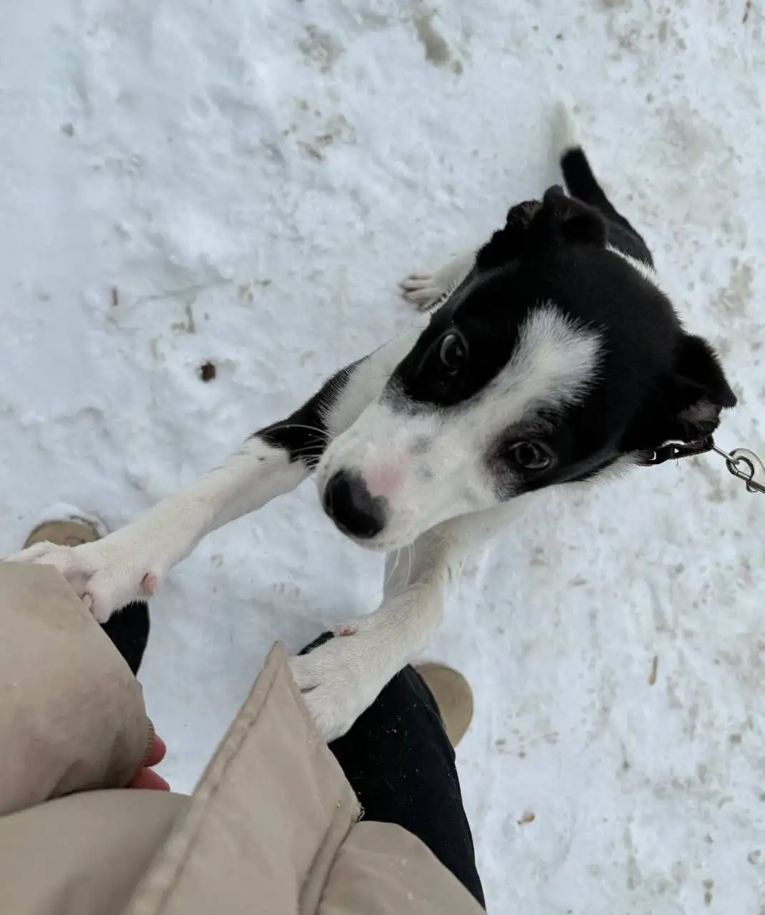 Передержка и лечение щенка Симы - Передержка и лечение (Животные) в Саратов