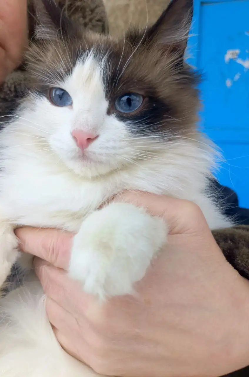 Ищут хозяев для кошки в Саратове - Кошки (Животные) в Саратов