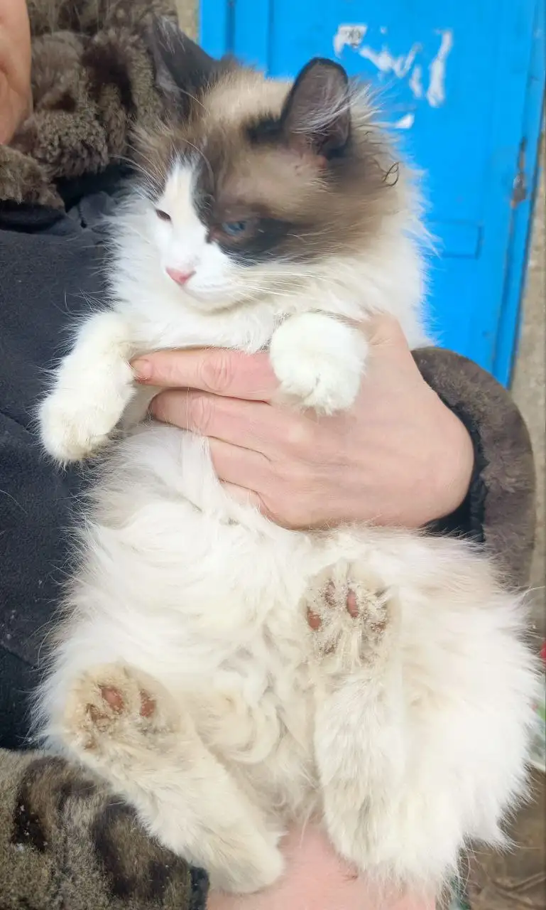 Ищут хозяев для кошки в Саратове - Кошки (Животные) в Саратов