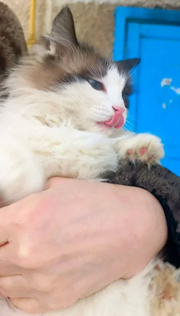 Поиск хозяев для кошки в Саратове - частное объявление в Саратов