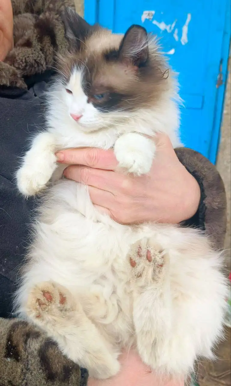 Поиск хозяев для кошки в Саратове - Кошки (Животные) в Саратов