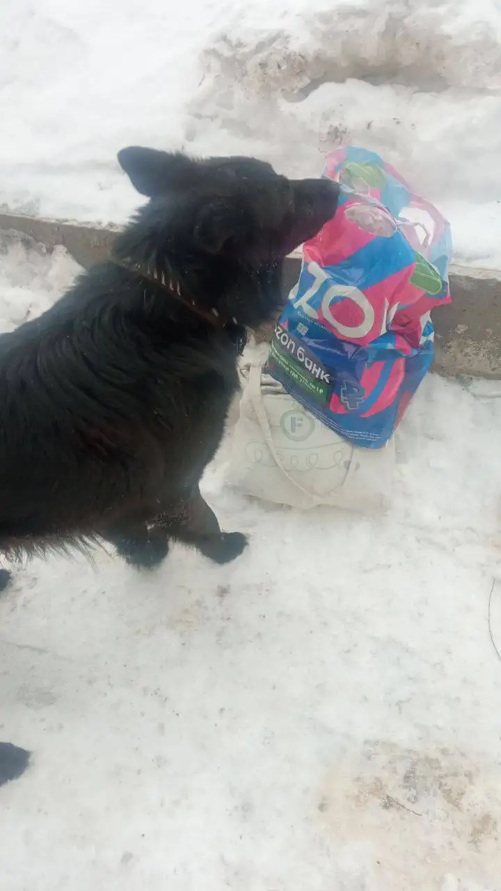 Найден ухоженный кабелек в Саратове - Собаки (Животные) в Саратов