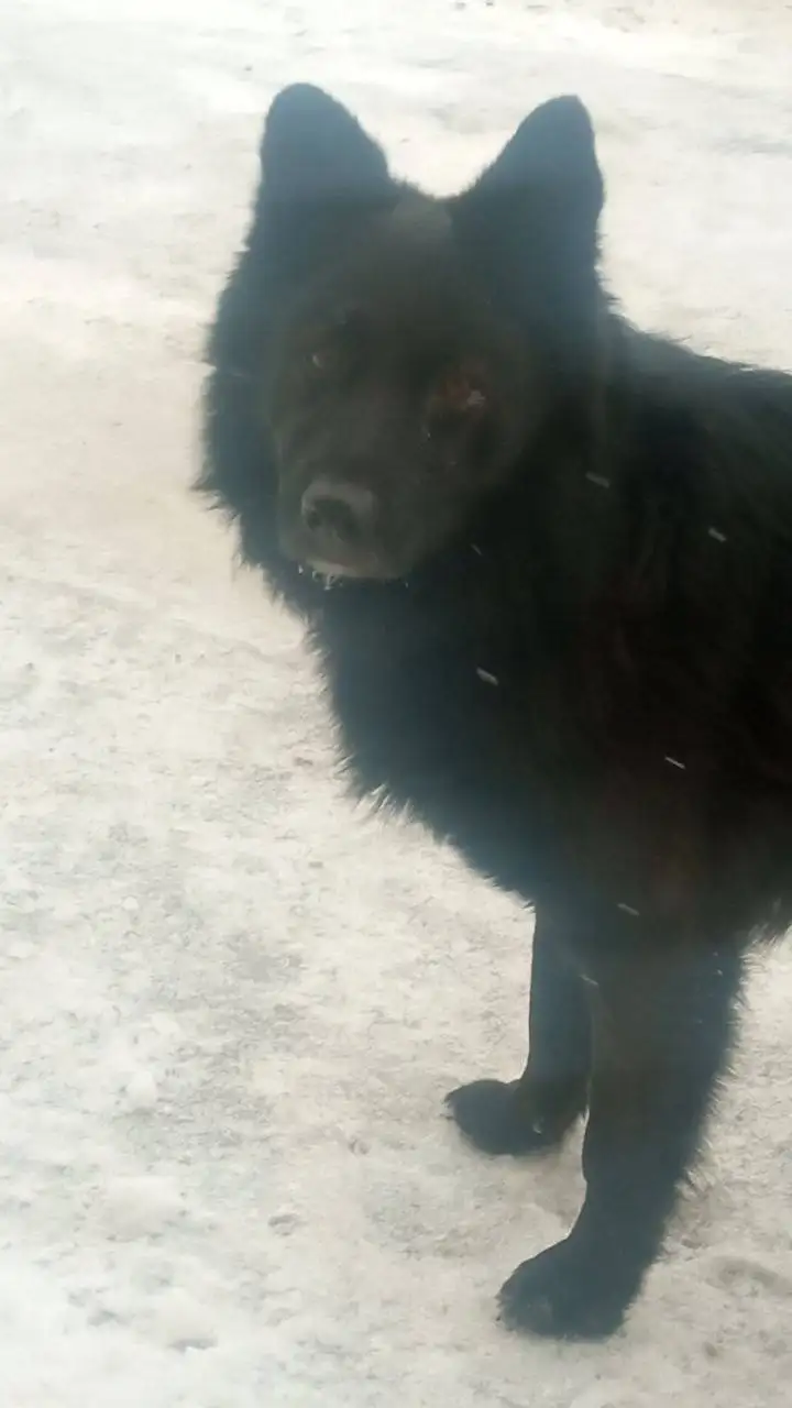 Найден ухоженный кабелек в Саратове - Собаки (Животные) в Саратов