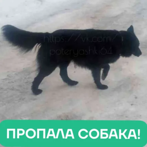 Потеряна собака Ральф в Саратове - частное объявление в Саратов