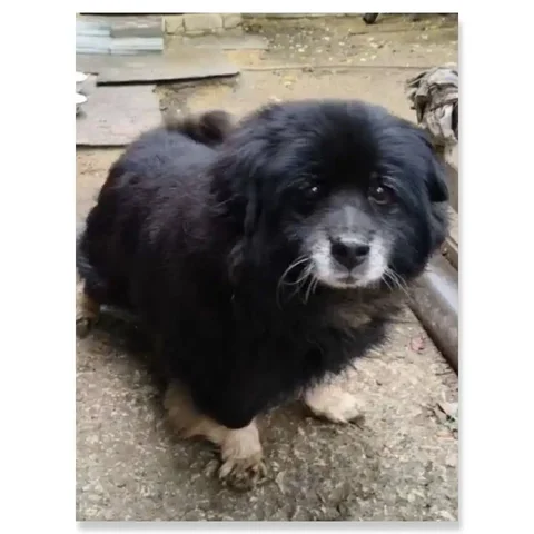 Пропал песик Кузя в п. Сторожевка - частное объявление в Саратов