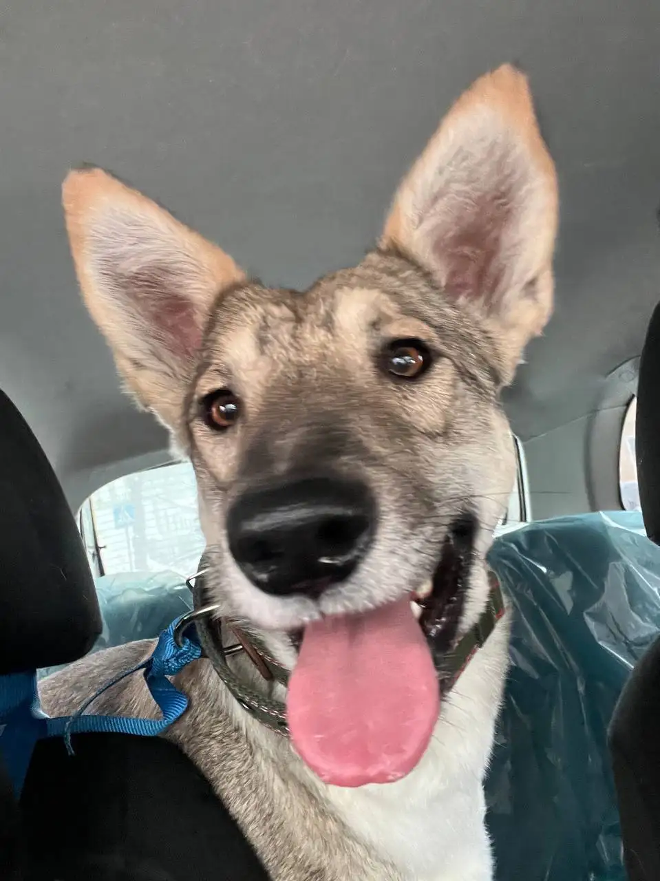 Сбор средств на передержку и лечение кошки Тиши - Кошки (Животные) в Саратов