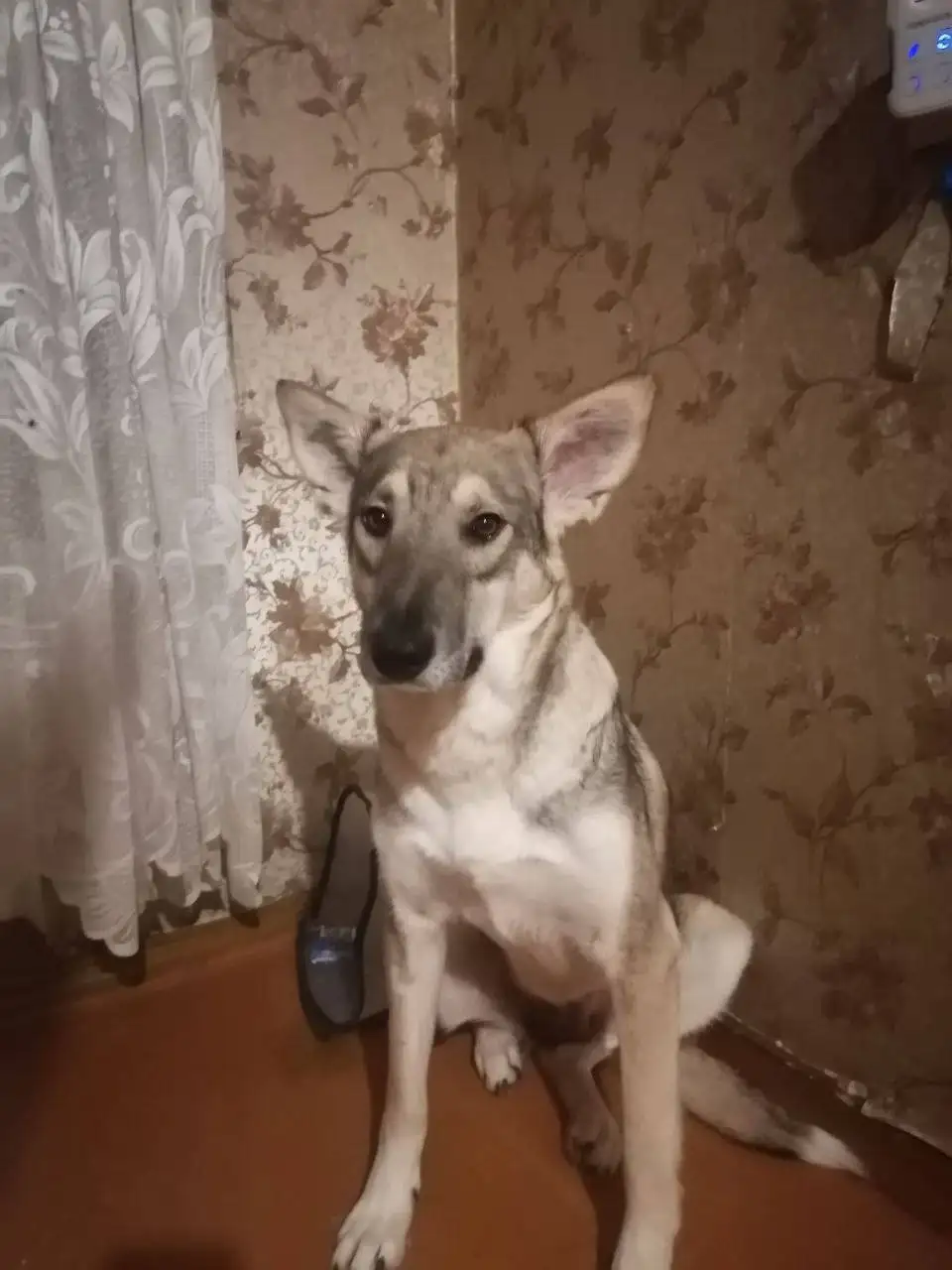 Сбор средств на передержку и лечение кошки Тиши - Кошки (Животные) в Саратов