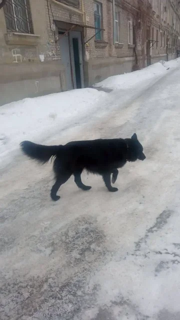 Потерян черный кот Ральф в Саратове - частное объявление в Саратов